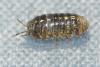 Armadillidium vulgare